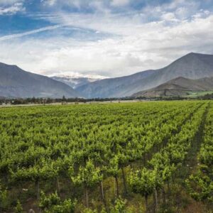 Chilean wines